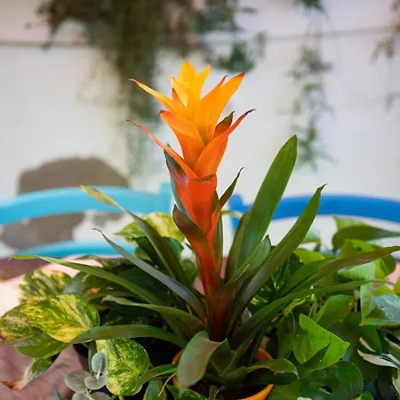 בית נופש Casa Leo